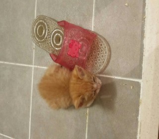 한국 고양이 무료분양