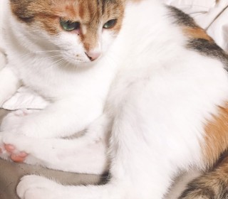 한국 고양이 무료분양
