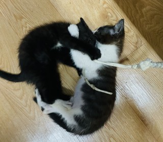 한국 고양이 무료분양