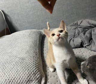 한국 고양이 무료분양