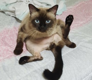 샴 무료분양