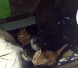 한국 고양이 무료분양