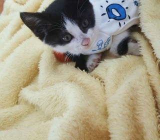 한국 고양이 무료분양