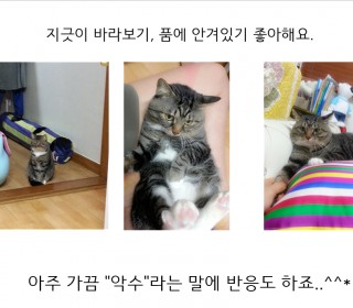 아메리칸 숏헤어 무료분양