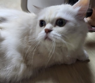 페르시안 무료분양