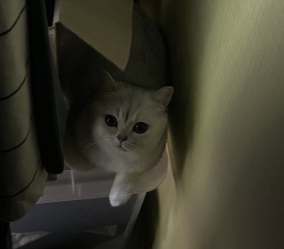 브리티쉬숏 무료분양