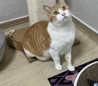 한국 고양이 무료분양