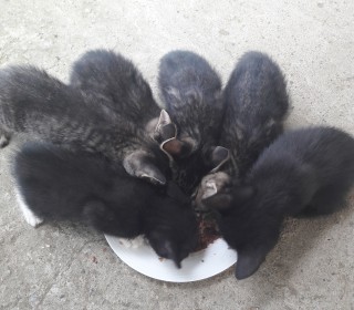 한국 고양이 무료분양