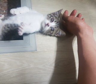 기타 무료분양