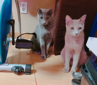 러시안 블루 무료분양