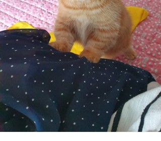 기타 무료분양