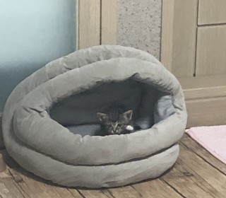 한국 고양이 무료분양