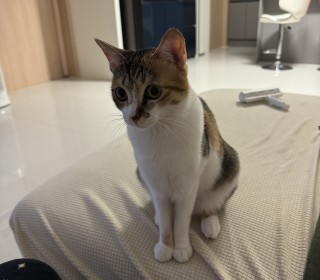 한국 고양이 무료분양