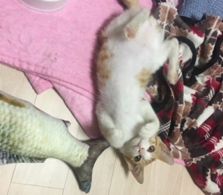 한국 고양이 무료분양