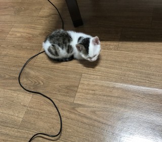 한국 고양이 무료분양