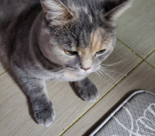 기타 무료분양