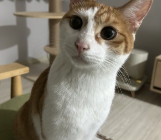 한국 고양이 무료분양