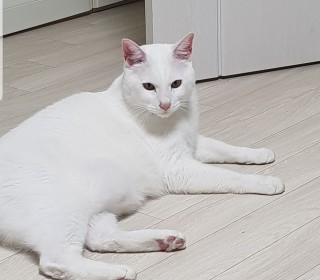 터키쉬앙고라 무료분양