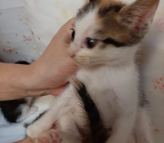 한국 고양이 무료분양