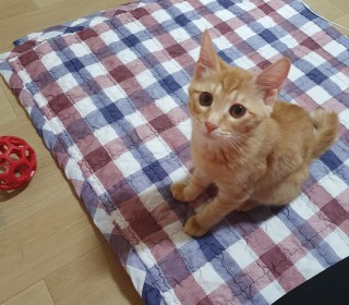 한국 고양이 무료분양
