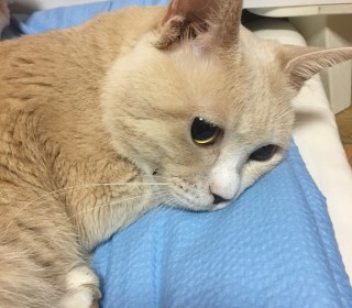 기타 무료분양
