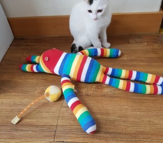 한국 고양이 무료분양