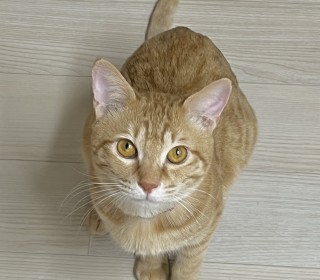 한국 고양이 무료분양