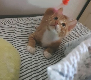 한국 고양이 무료분양