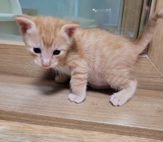 한국 고양이 무료분양