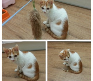 한국 고양이 무료분양