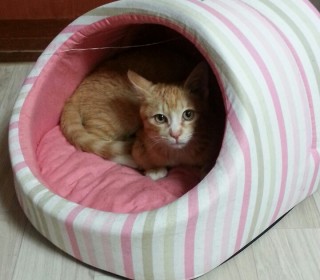 한국 고양이 무료분양