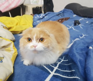 스코티쉬 폴드 무료분양
