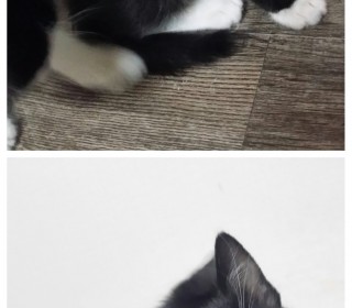 한국 고양이 무료분양