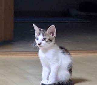 기타 무료분양