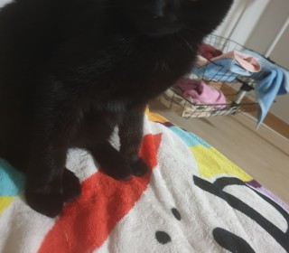 샴 무료분양