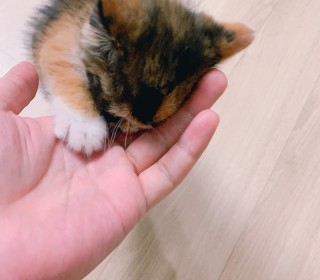 한국 고양이 무료분양