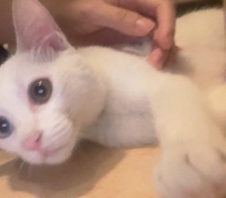 기타 무료분양