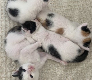 한국 고양이 무료분양