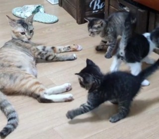 한국 고양이 무료분양