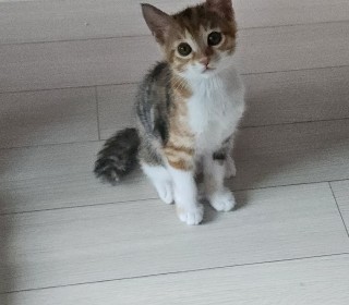 한국 고양이 무료분양