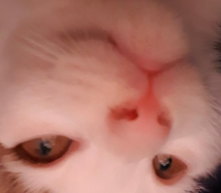 한국 고양이 무료분양