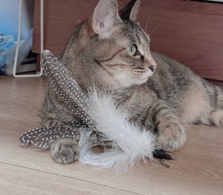 한국 고양이 무료분양