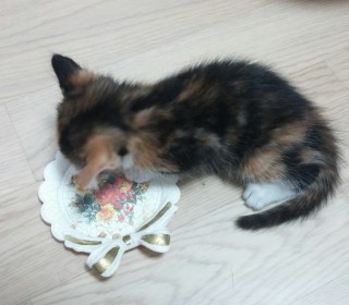 한국 고양이 무료분양