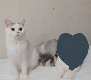  무료분양