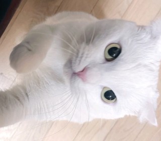 스코티쉬 폴드 무료분양