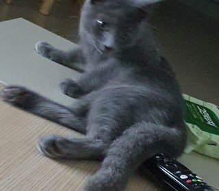 러시안 블루 무료분양