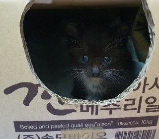 한국 고양이 무료분양