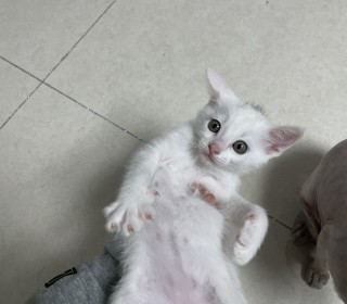 기타 무료분양