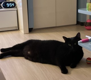 한국 고양이 무료분양