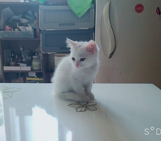 스코티쉬 폴드 무료분양